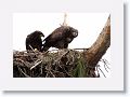 The more aggressive chick claims the meal and does not share well